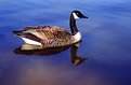 Picture Title - A Goose For You!!!