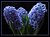 Hyacinth