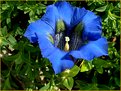 Picture Title - Gentian Blue