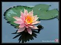 Picture Title - Water Lily # 1