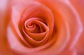 Picture Title - Pink Rose