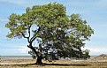 Picture Title - Tree 2