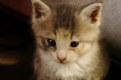 Picture Title - Kitten #7