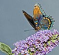 Picture Title - Red Spotted Purple