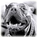 Picture Title - pit bull smile