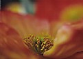 Picture Title - Orange Poppy