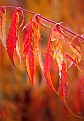 Picture Title - Staghorn Sumac Orange Leaves