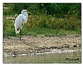 Picture Title - Egret across the lake