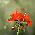 Picture Title - Geranium II