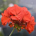 Picture Title - Geranium IV