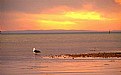 Picture Title - Gull Looking At Sunrise