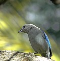 Picture Title - blue bird