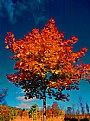 Picture Title - Maple Leaf