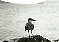 Picture Title - Gull & sea