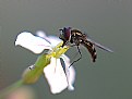 Picture Title - Fly