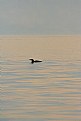 Picture Title - lone Loon