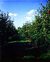 Picture Title - apple trees and sunny skies