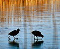 Picture Title - Walking on thin ice