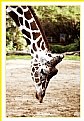 Picture Title - Giraffe