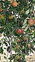 Picture Title - Apple Tree 