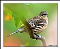 Picture Title - Yellow-rumped Warrbler