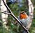 ROBIN REDBREAST