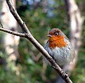 Picture Title - ROBIN REDBREAST