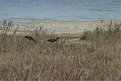 Picture Title - Glossy Ibis x 2