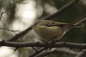 Picture Title - Ruby-Crowned Kinglet