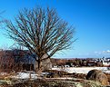 Picture Title - Early Spring