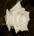 Picture Title - Toned Rose