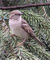 Picture Title - Mama House Sparrow
