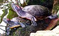 Picture Title - Turtles' Watch