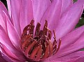 Picture Title - Pink Lotus