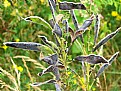 Picture Title - Wildflower gone to seed