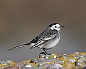 Picture Title - Pied Wagtail