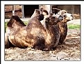 Picture Title - Camels