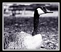 Picture Title - The Goose