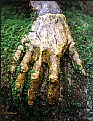 Picture Title - Ancient Hand