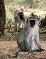 Picture Title - Vervet Monkey