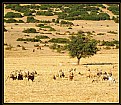 Picture Title - Out of Africa