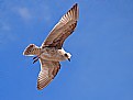 Picture Title - Gull In Flight