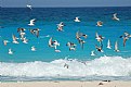 Picture Title - sea birds