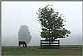 Picture Title - .equine.1