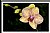 Orchid Splendour
