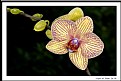 Picture Title - Orchid Splendour