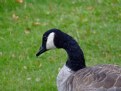 Picture Title - Canada Goose