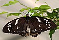 Picture Title - Male Birdwing Butterfly