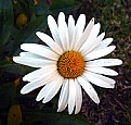 Picture Title - Daisy 2