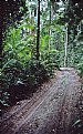 Picture Title - Rainforest Road